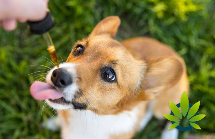 Happy Fourth of July as Vets Advise Pet Owners to Use CBD to Help Cats and Dogs Cope with Fireworks