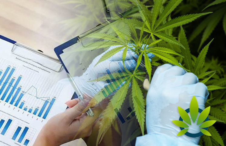 5 Must-Know Insights into the Future of the CBD Industry