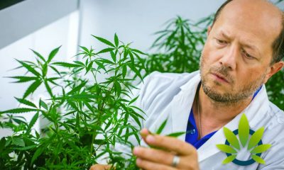 Abundance-of-Cannabis-Study-Requests-Leave-Researchers-Swamped