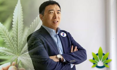 2020 Presidential Candidate Andrew Yang Promotes Campaign with Marijuana-Centric Apparel