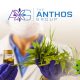 Apex Biosciences and Slyngshot Health Become The Anthos Group, Fighting to Bring Quality CBD to Patients