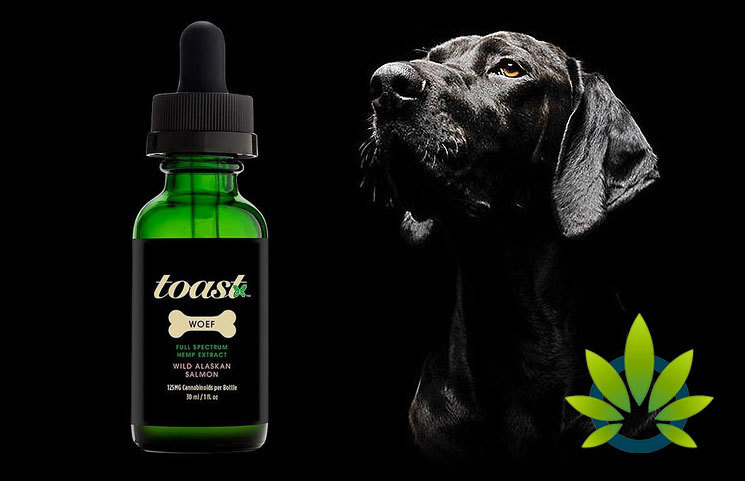 Aspen-Based Boutique Cannabis Brand 'Toast' Launches Pet-Focused CBD Oil for Anxiety