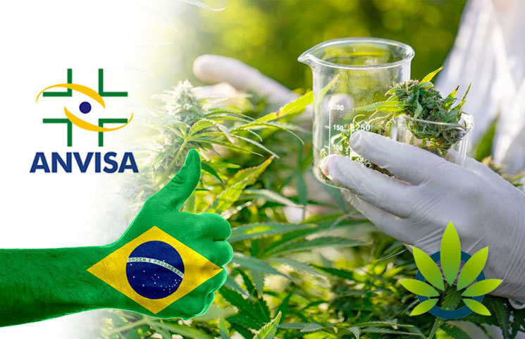 Brazil’s Health Regulator, ANVISA, Reveals 10,000+ Authorizations Granted to Patients Since 2014