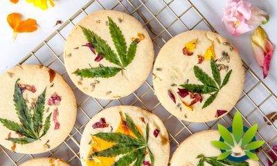 University of Minnesota Study: CBD Absorption Drastically Increases Upon Eating Fatty Food Meals