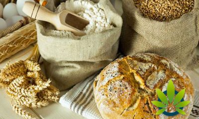 Taking a Look at CBD, Gluten Sensitivities, Allergies and Celiac Disease