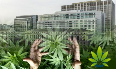 California-Supreme-Court-Ruling-Unlikely-to-Disrupt-Cannabis-Industry