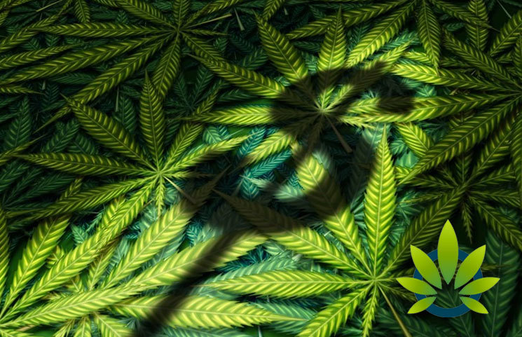 Canada-Based Cannabis CBD Firm, Harvest One's Satipharm, to Establish Base in Dublin, Ireland