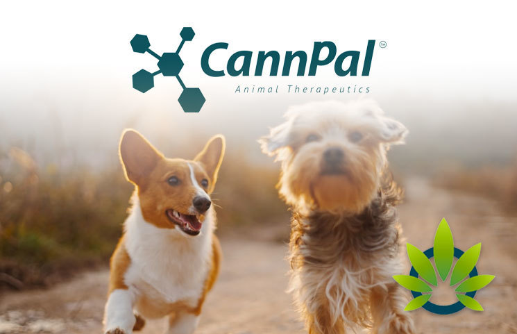 CannPal Announces Launch of Phase 2 Pilot Study of CBD-Derived Osteoarthritis Drug for Dogs