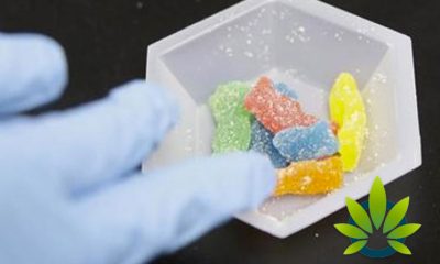 Cannabis Product Brands See Big Opportunity in THC Gummies vs Brownies and Cookies Edibles