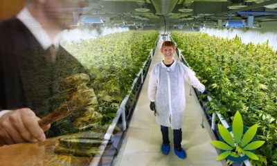 M3 Ventures Cannabis Company Fined $50,000 By Massachusetts Regulators Over Pesticide Use