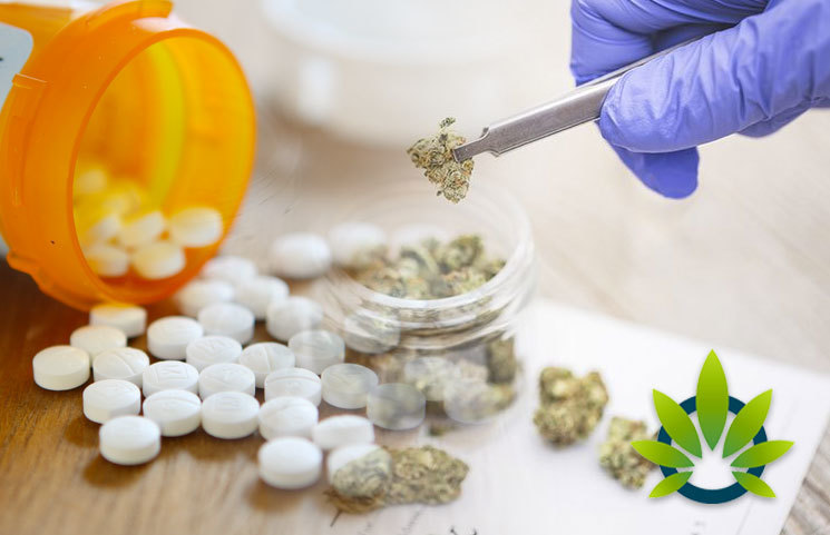 Cannabis-Over-Aspirin-The-Medical-Marijuana-vs-Pain-Pills-Effectiveness-Debate-Continues