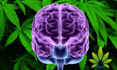 New Drug and Alcohol Dependance Study on Cannabis Use in Teenagers and Brain Structure