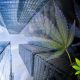 Cannabis and Industrial Hemp Industry Group Formed by Brownstein