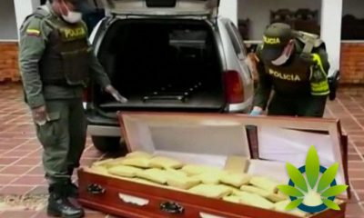 Colombian Police Seize 300kg of Cannabis Found in Coffins as Hawaii Hemp Crop Gets Destroyed