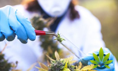 DEA Grants MedPharm One of the First Federal Cannabis Research Licenses to Grow Marijuana