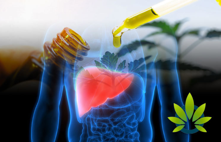 University of Arkansas for Medical Science Studies Connection of Chronic CBD Use and Liver Cancer