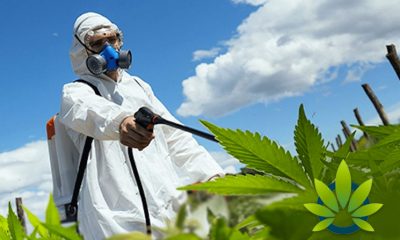 EPA-to-Review-Pesticide-Applications-for-Hemp