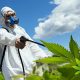 EPA-to-Review-Pesticide-Applications-for-Hemp