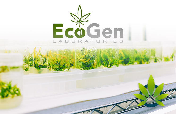 EcoGen Labs Chief Growth Officer and Cannabis Entrepreneur: THC has Lost Its Glory, CBD is Now the Product