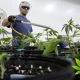 Government-not-fazed-even-after-Australia-accidentally-imports-illicit-cannabis