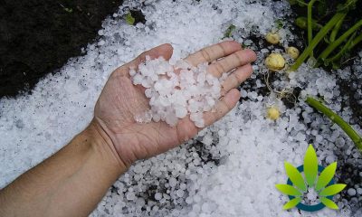 Hailstorm-Hits-Oregon-Hemp-Crops-and-Causes-Potentially-25-million-in-Damage
