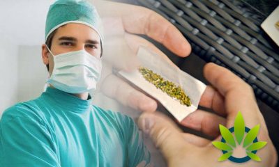 Health Professionals Urge Marijuana Users to Disclose Smoking Activities to their Anesthesiologist