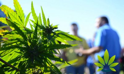 Marijuana Legalization in Indiana in 2020? Will the Hoosier State Go Green?