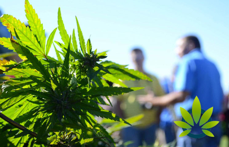 Marijuana Legalization in Indiana in 2020? Will the Hoosier State Go Green?
