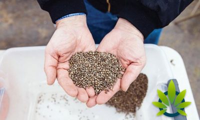 Hemp Industry Needs Stable Seed Genetics: Is Selective Breeding the Answer?