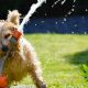 HempMeds-Celebrates-National-Dog-Day-with-Its-Hemp-Focused-Pet-Line