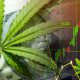 Is It Safe to Invest in Cannabis-Based Stocks? A Look at the Weed Market