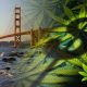 Legal-Cannabis-in-California-Expected-to-Reach-3-1-Billion-in-Sales-This-Year