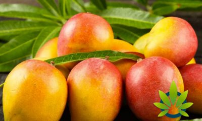 Will Eating Mangoes Enhance a Cannabis High? How the Fruit Helps Smoking Marijuana's Effects