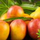 Will Eating Mangoes Enhance a Cannabis High? How the Fruit Helps Smoking Marijuana's Effects