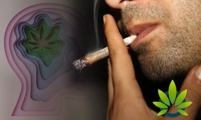 Marijuana Consumption Linked to Mental Health Issues and Mass Shootings?