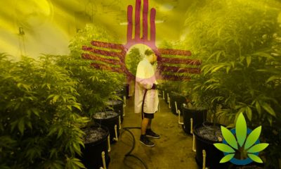 Licensed Medical Marijuana Growers in New Mexico Now Capped to 1,750 Plants, a 30% Drop