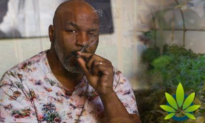 Mike Tyson Reveals He Smokes $40,000 of Weed a Month on His Hot Boxin' Podcast with Jim Jones