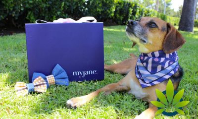 MyJane and CUDDLY Launch First CBD Box 'Time to Paws' for Pets and Pet Parents