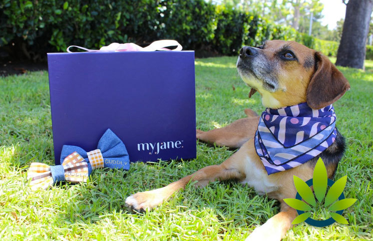 MyJane and CUDDLY Launch First CBD Box 'Time to Paws' for Pets and Pet Parents