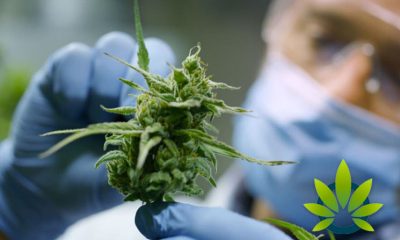 New Cannabis Pain Relief Study Concludes Marijuana Flower's Potency is Best Pain Relief Benefits