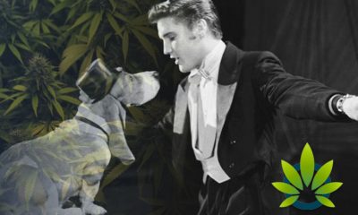 New Elvis Presley Hound Dog CBD-Infused Pet Products Launch by Better Choice Company and ABG