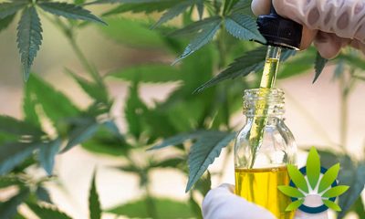 New Expanding Cannabis Research and Information Act Bill in Illinois Submitted by Illinois Senator