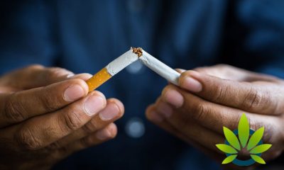 New Survey Shows Americans Peg Cannabis as a Safer Option Over Tobacco, Alcohol and E-Cigarettes