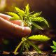 Ohio Medical Cannabis Cultivation License Granted to Green Thumb