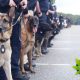 Ohio Highway Patrol and Columbus Division of Police Suspend Police Dog Marijuana Detection Training