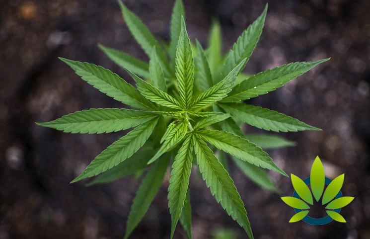 Over the Counter CBD