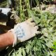 Pennsylvania Hemp Plant Farmers Experiencing Thieves Stealing It in Hopes of Getting Marijuana