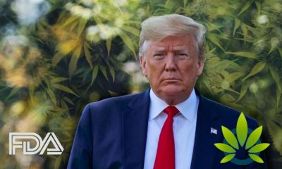President Trump Administration, FDA Seek More Public Feedback on Global Marijuana Reclassification