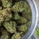 States with Legalized Marijuana See Prices of Wholesale Cannabis Increase