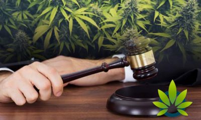 Senator-Initiates-New-Legislation-for-Federal-Research-on-Cannabis